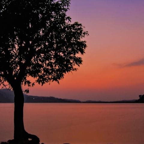 Sunset behind a lone tree by a lake